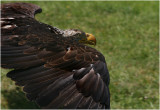 Bald Eagle fly past