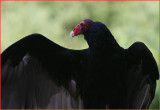 Turkey Vulture - The Grim Reaper