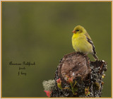 American Goldfinch - female