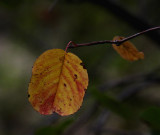 Campsite flora