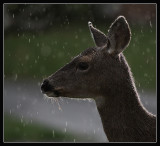 Columbia Blacktail Deer