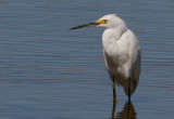 Birds - Sandhill Cranes & Egrets