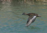 Ring-necked Duck - Female
