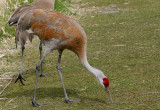 Sandhill Crane