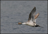 Northern Pintail