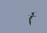 Caspian Tern