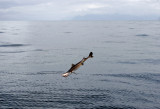 Flying Spiny Dogfish Shark