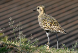 Pacific Golden Plover