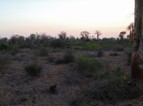 081105m Spiny Forest Ifaty.jpg