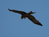 C5 081025 Yellow-billed Kite Milvus migrans parasitus Antananarivo-Ankarafantsika 1.jpg