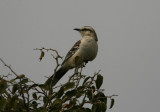 Chalk-browed Mockingbird Mimus saturninus Lomas de Arena 090823.jpg