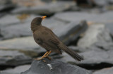 Great Thrush Turdus fuscater fuscater female La Cumbre - Pongo 090902.jpg