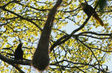 Crested Oropendola, Psarocolius decumanus, Carrasco NP 090906.jpg