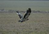 Steppe Eagle Aquila Nipalensis subad Prstberga Lomma 100326 c.jpg