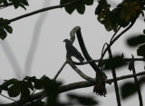 1b Hook-billed Kite Chondrohierax uncinatus male Cana 100215.jpg