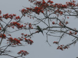 1nb Chestnut-fronted Macaw Ara Severa Cana 100212 a.jpg