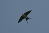 Red-rumped Swallow Cecropis daurica Lomma Kyrkdamm 100517 d.jpg