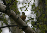 Ortolan Bunting Emberiza Hortulana male Vessl Kalmar 20100513.jpg