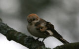 Woodchat Shrike Lanius Senator 1 cy Missjn 071110g.jpg