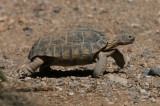 Desert tortoise Gopherus agassizii Red Rock Canyon, Nevada 20070919.jpg