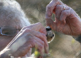 080418 h Penduline Tit Remiz pendulinus male Lomma.jpg