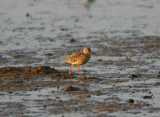 080425 h Buff-breasted Sandpiper Tryngites subruficollis Hagbyhamn .jpg