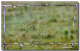 Rose sur toile daraigne / Dew on spider web 2