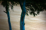 25th August 2008 late summer