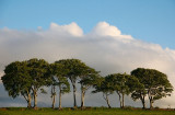 19th June 2009 trees