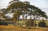 13th July 2009 <br> circle of trees