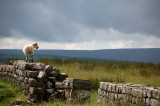 Sheep, Hadrians Wall