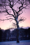 19th December 2009 <br> iciness
