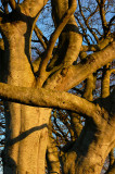 11th February 2010 winter sun