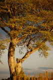 7th June 2010 <br> early start