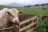 9th June 2010 bull