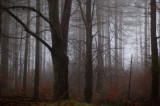 30th March 2007 <br> murky