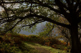 27th October 2007 <br> oak tree