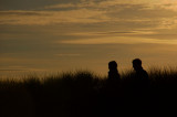 DSC_0108 copy.jpg
