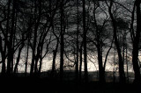 11th April 2008 <br> woods in a thunderstorm