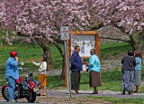 e Cherry blossoms 2009  FZ28  ps cs  P1040748.jpg