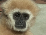 E GIBBON   fz8 PS CS4  raw P1000276.jpg