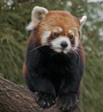 e Red Panda  Prospect Park zoo   FZ8 RAW  P1030073.jpg
