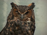 e e Owl  Prospect Park zoo   FZ8 RAW  P1030104.jpg