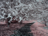 Cherry Blossoms in Infra Red  3  S60  FS Only  IMG_2506.jpg