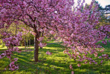 e  Cherry Blossoms last visit 2010  FX01  ps cs4  P1100063.jpg