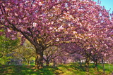 e Cherry Blossoms  last 2010  fx01  ps cs4 P1100164.jpg