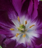 tulip purple  3 Crop   ZR1  FS only P1000644.jpg