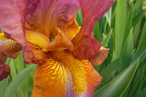 e ZS3  Iris Garden  mid may  2010  ps cs4  P1040013.jpg