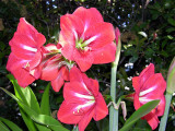 Amaryllis growing in our yard!