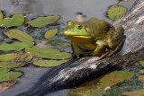 Bullfrog